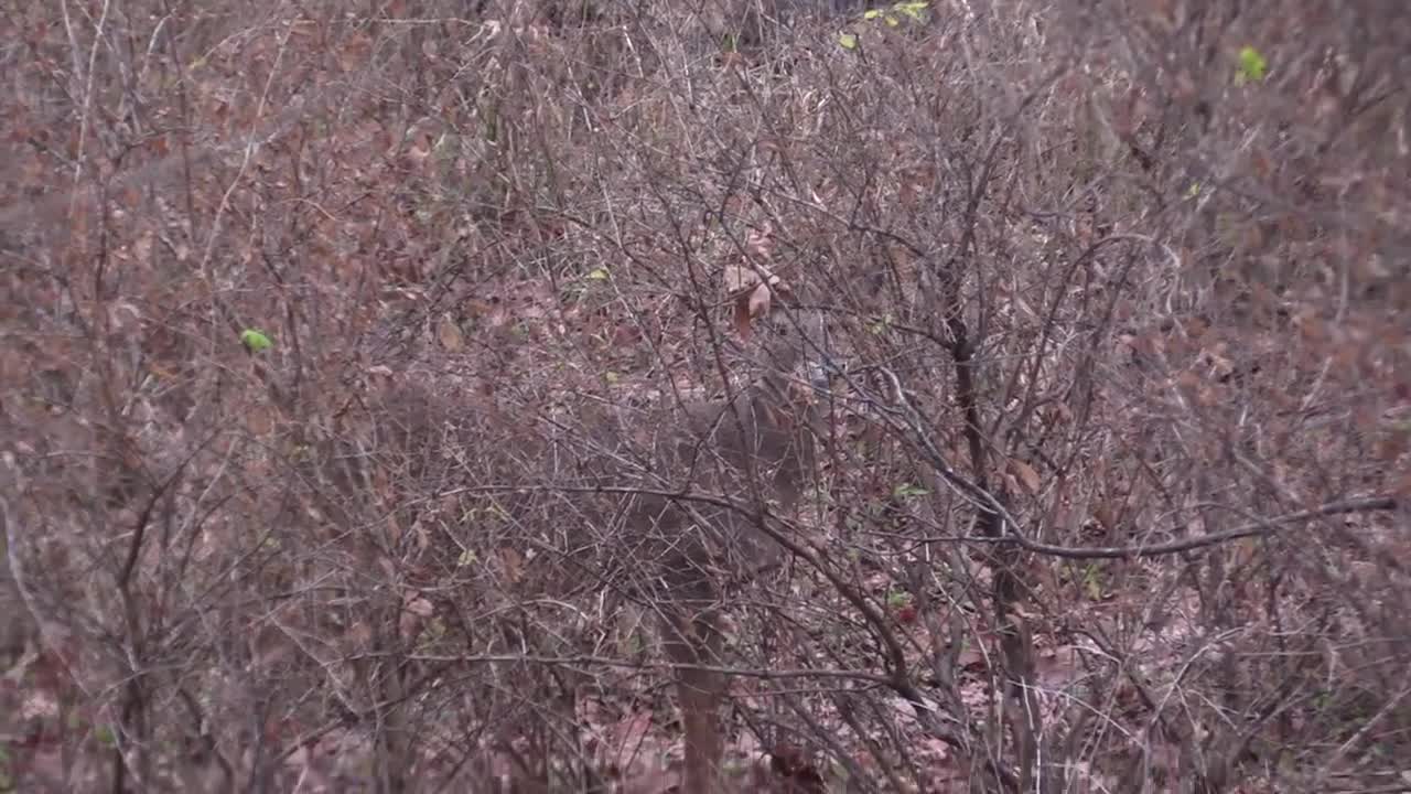 Red Dawg Hawg Slams a WI Gun Season Buck