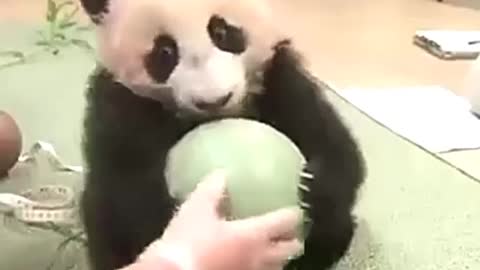 Cute panda