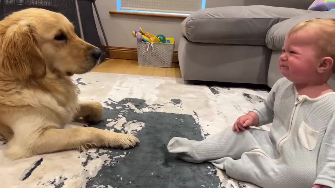 Golden Retriever Pup makes Baby cry!!!!!