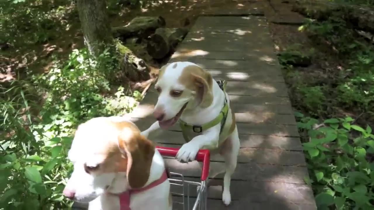 Dogs' Epic Shopping Cart Voyage - Funny Dogs Jumi & Rumi