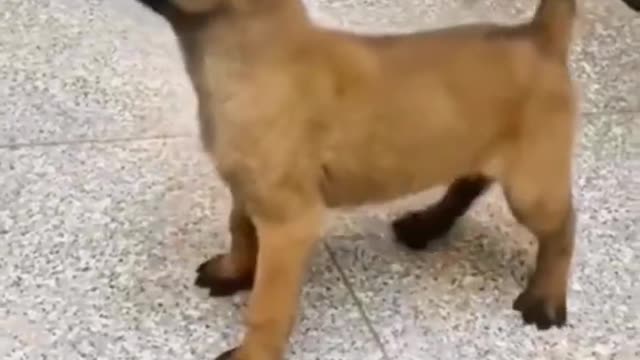 Agilidad cachorro malinois