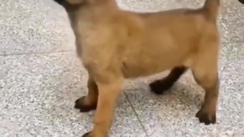 Agilidad cachorro malinois