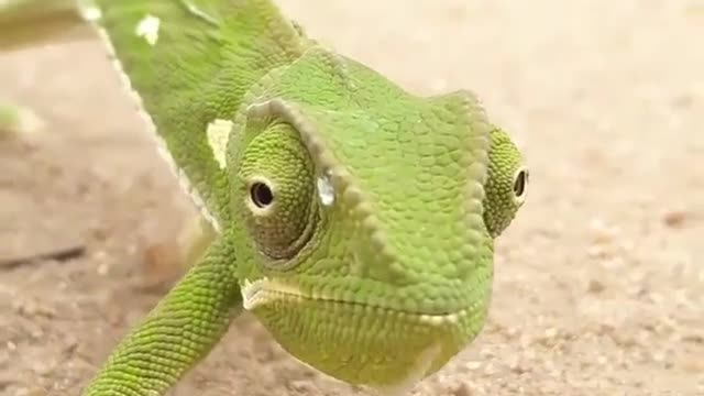 Chameleons are cute