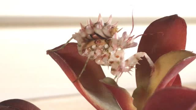 Twerking Spiny Flower Mantis