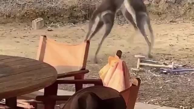 kangaroos beating each other down