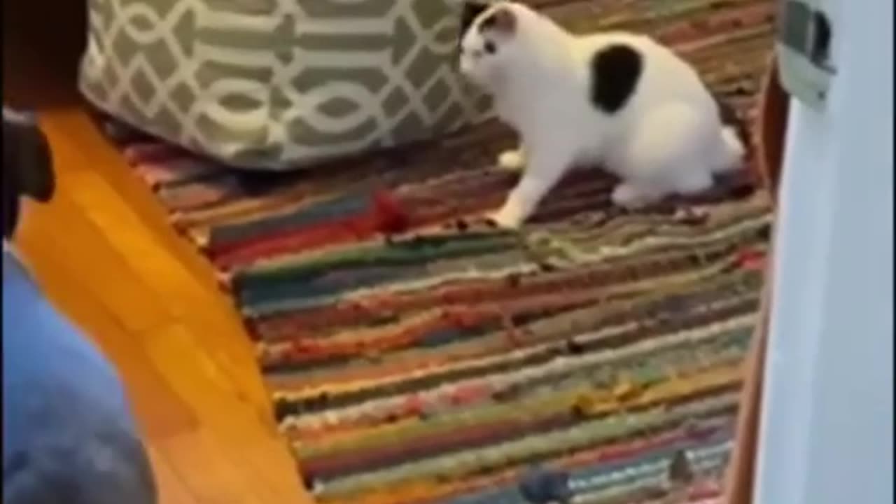 Funny Videos