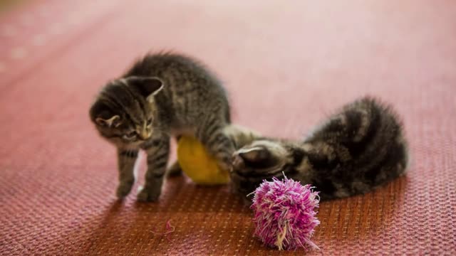 Two baby cats with own toys