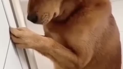 Dog funny reels video