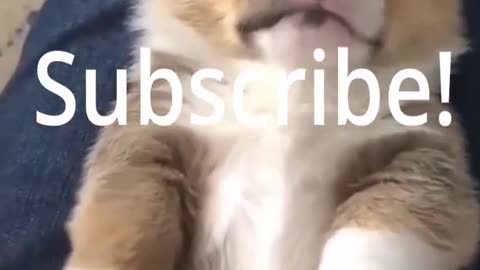Super Cute Dog! Cute and Funny Dog Video #shorts