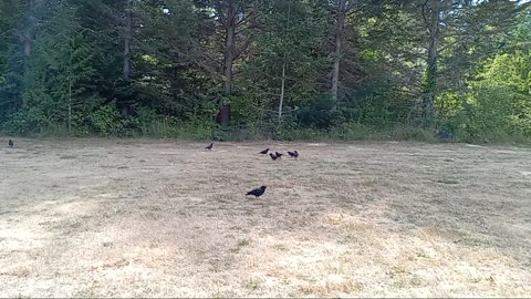 Crows Like Popcorn 🍿