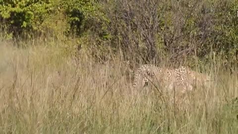 Touching Story ! Lion Becomes Gentle To Adopt Cheetah's Cubs - Cheetah Vs ,Oryx-3