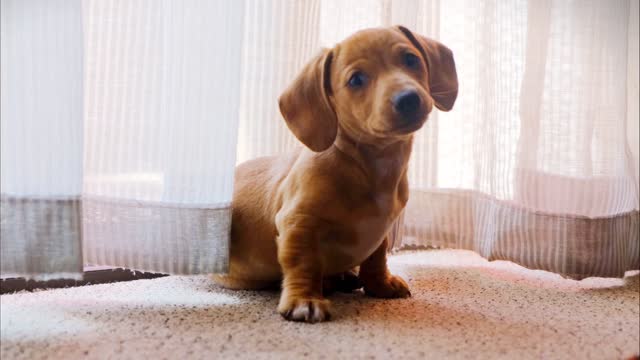 A cute little dog shaking his head