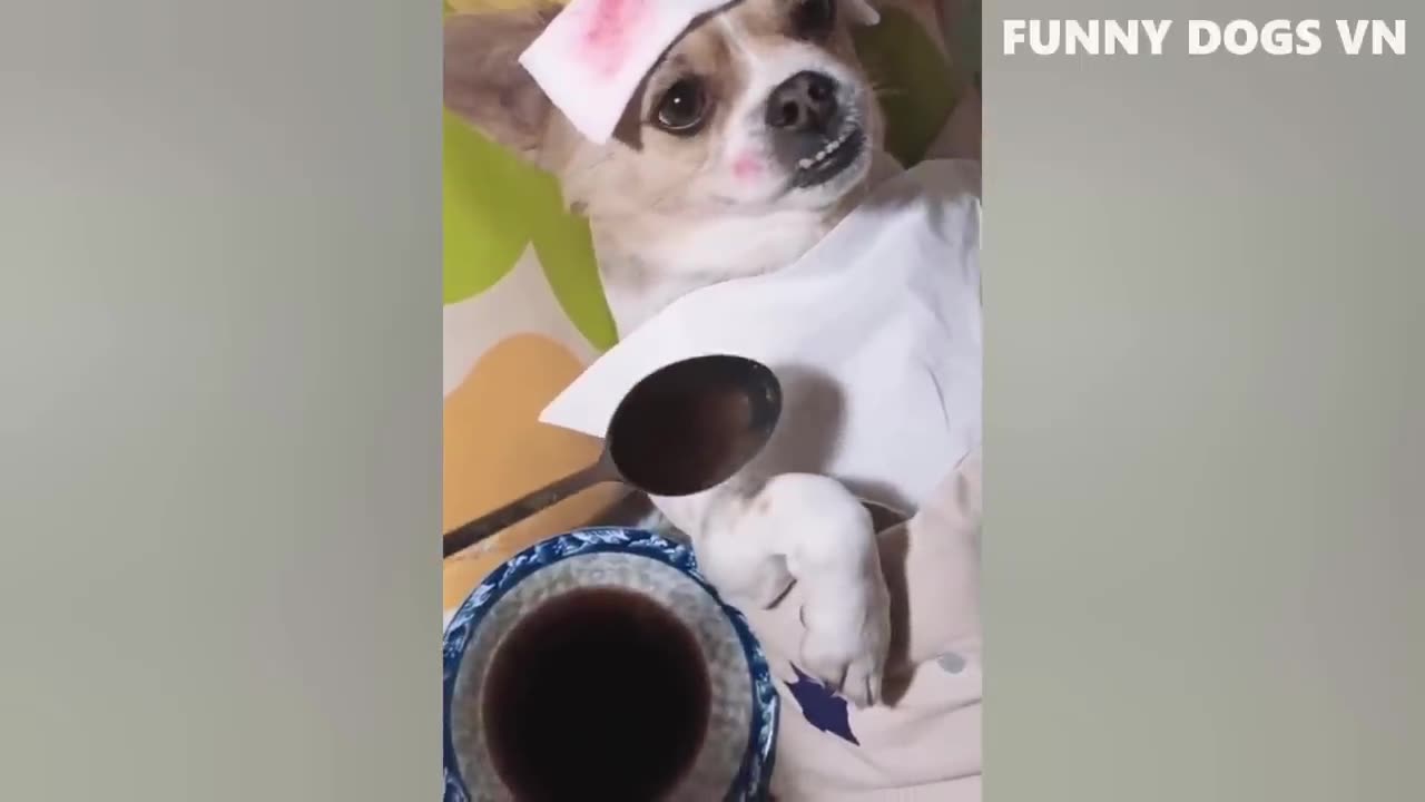 Funny animal video