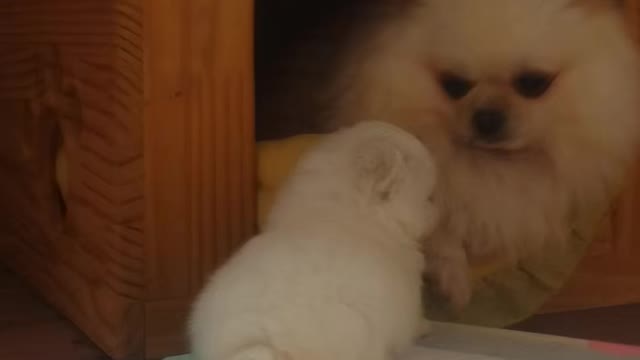 Baby puppy wanting to play with mom