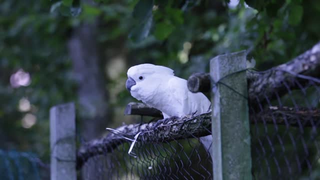 A great dance for a cute white parrot Watch it and you will not regret it !!