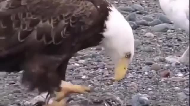 Bald Eagle Walking Amid a Flock of Sea Gulls