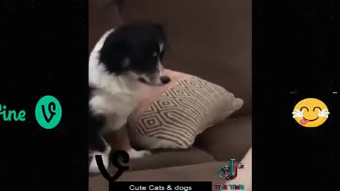 Funny animal