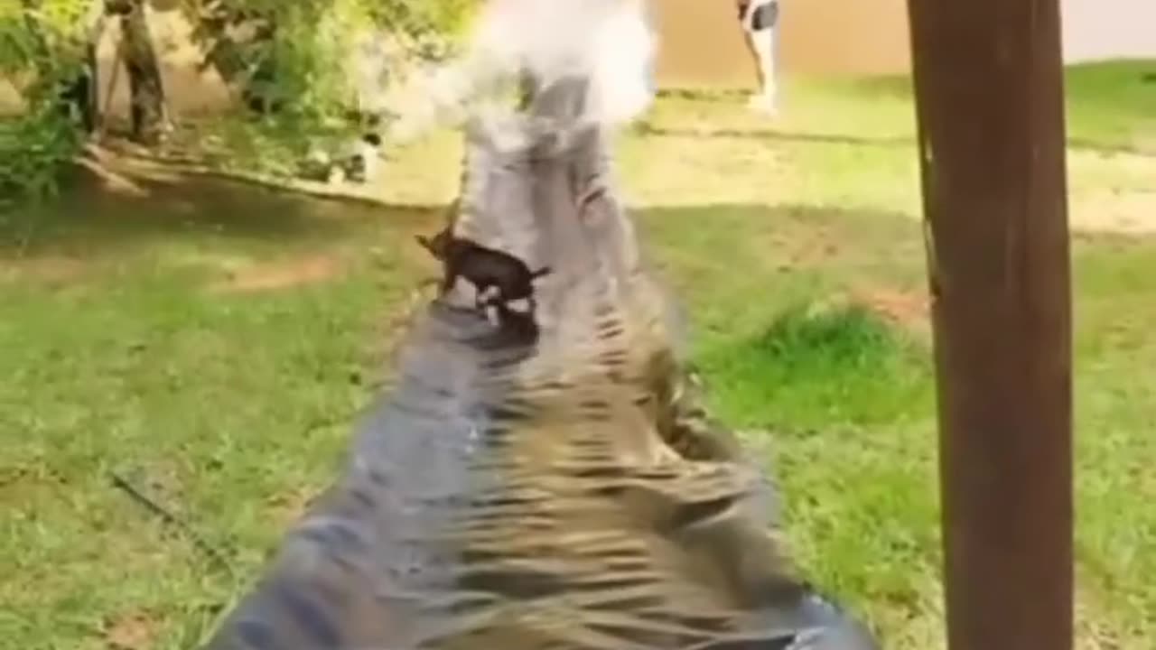 Best Funny Dogs And Cats Videos π
- Funniest Animals Videos 2023 π