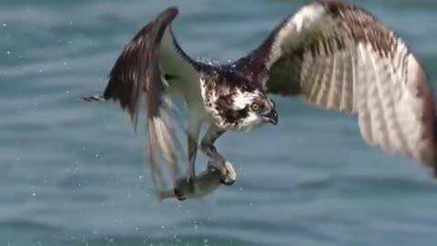 Because it is attracted to the high mountains white clouds sparrow eagle