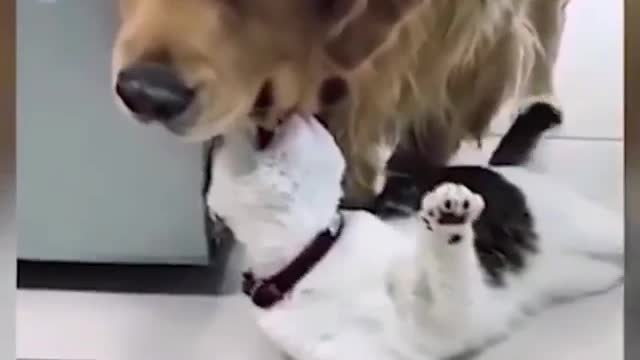 Funniest Cats πΉ - Don't try to hold back Laughter π - Funny Cats Life