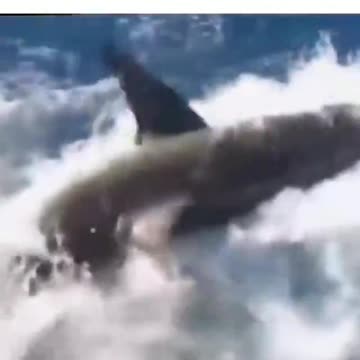MAGA BEAST! Shark Diving Gone Wrong