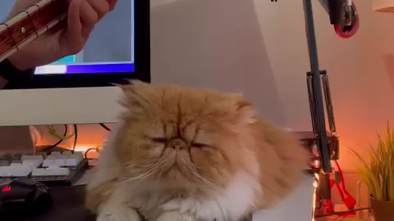 A beautiful Cat listening to music 🎶 Part 5