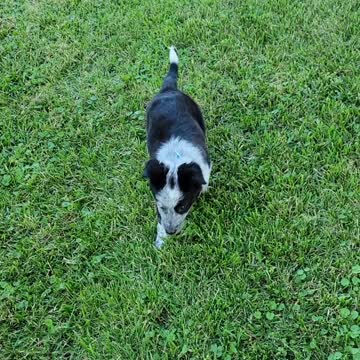 Piper, A blue healer/Border Collie {Texas Cattle dog}