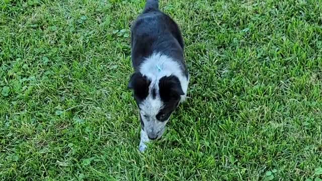 Piper, A blue healer/Border Collie {Texas Cattle dog}