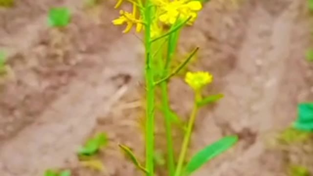 Yellow flower