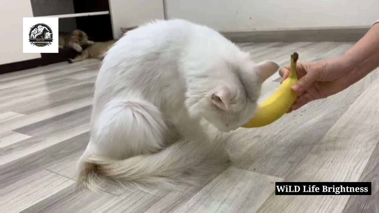 My white cat likes banana