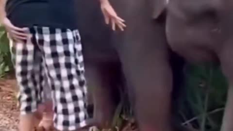 Baby elephant thanking for helping girl after it got stuck in the mud