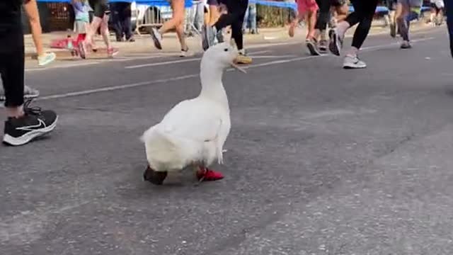 I ran in the New York Marathon 🦆