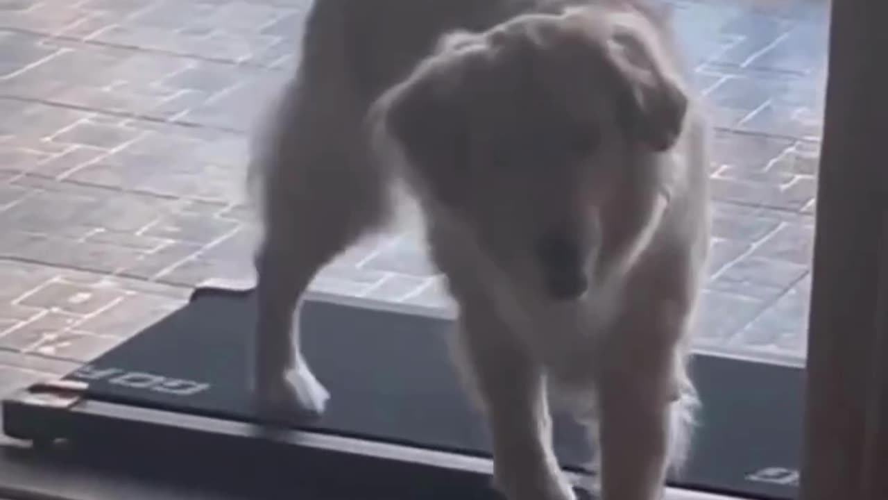 Cute chaos daily! 🐾😄 #Animals #pets #Funny #Reels #Shorts #Animalspoorly