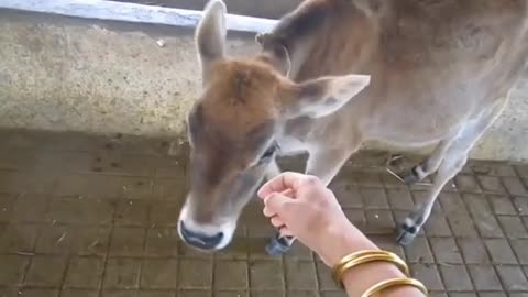 A cow with a baby at her feet is crying a lot