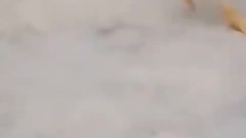 Very funny video 🤣🤣🤣 comedy video pls like