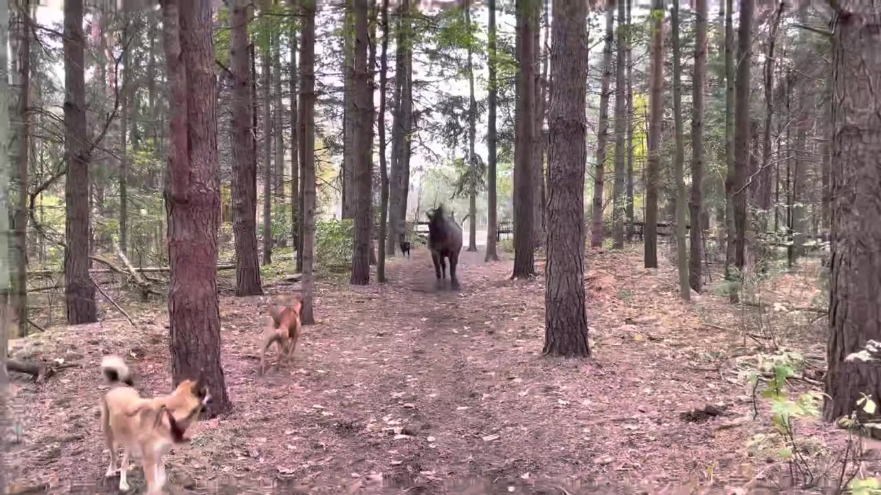 Horse kicks tree, farts on dogs then runs away.