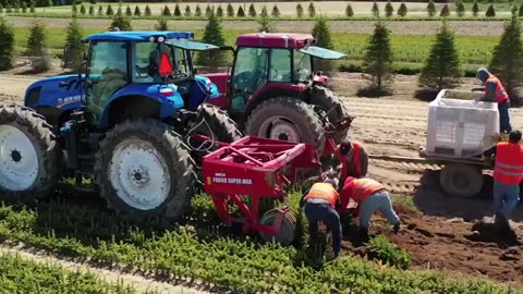 How Christmas Tree Farming and Harvesting - Christmas Tree Farm - Christmas Tree Cultivation