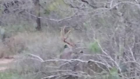 Nice Whitetail Buck..