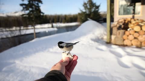 Chickadee on my hand