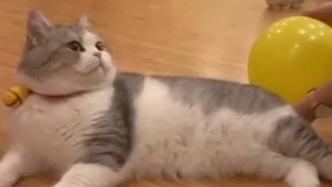 Lovely Cat, black cat, cats, funny cats, funny cat videos