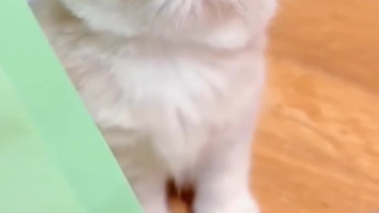 Cute cats funny video