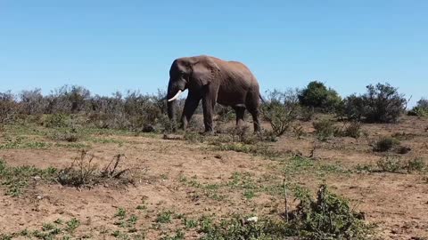 Big Elephant Bull walking down the road.