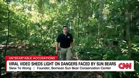 Sun bear 🐻 video