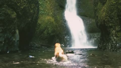 dog swimming