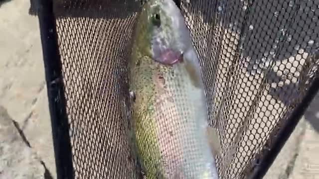 Hank Catches Monster Rainbow Trout In California Sierra Nevada Mountain Lake