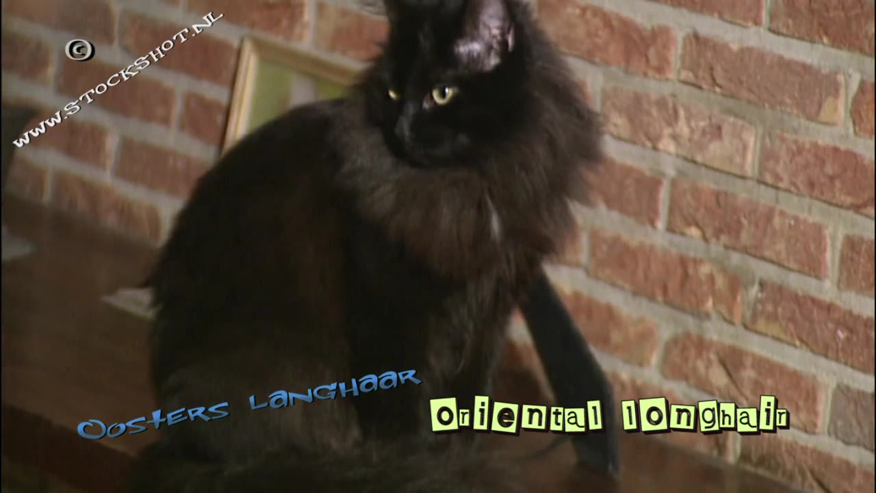 Oriental Longhair cat