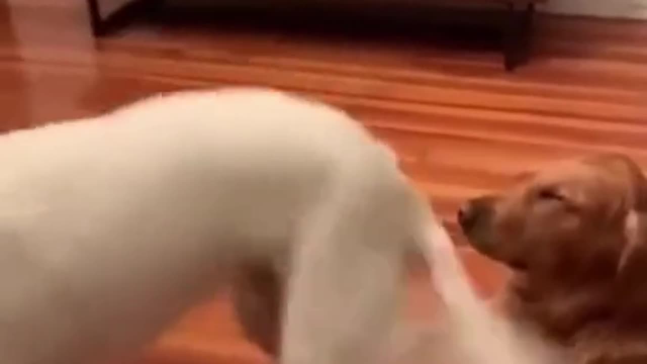 Funny Videos,cats and dogs
