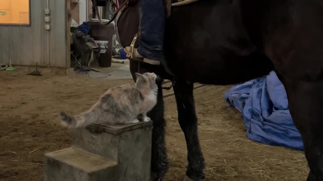 Cat Jumps Up on Horse With Rider