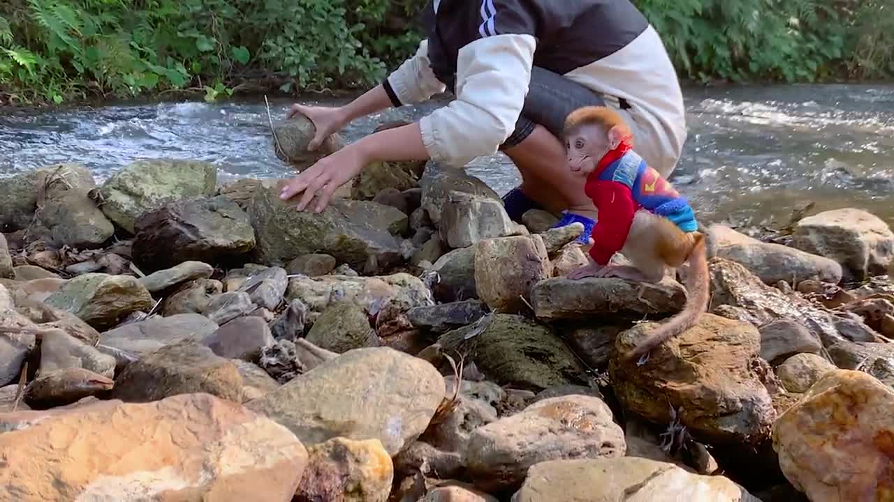 Build a wonderful shelter in the middle of a stream with adorable baby monkeys-14