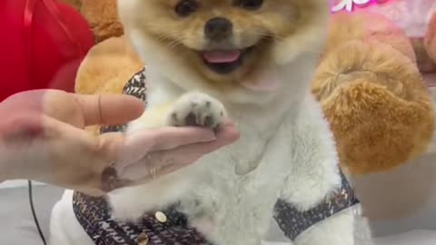 #puppycute #cutepuppy #cutedog #fyp